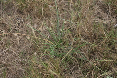 Albuca longifolia