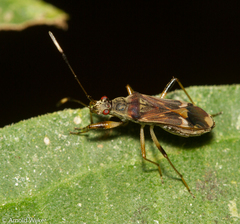 Neopamera costalis