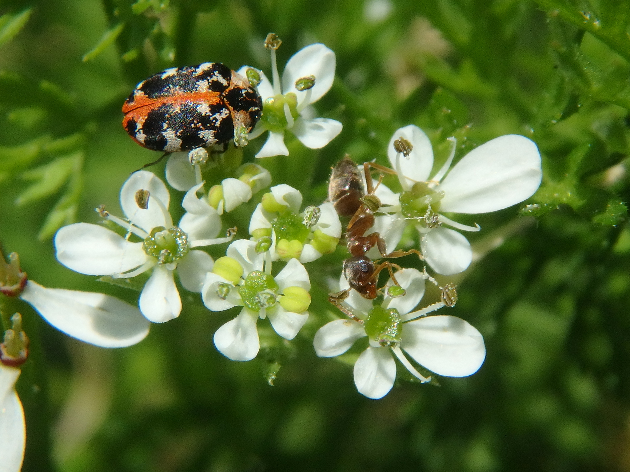 Lasius illyricus
