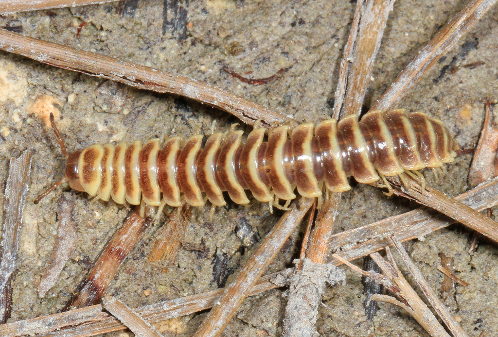 Pleuroloma cala