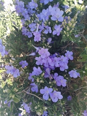 Barleria obtusa