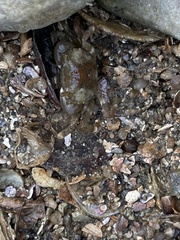 Hemigrapsus sanguineus