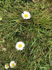 Bellis perennis