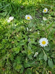 Bellis perennis