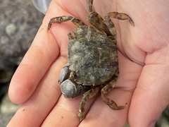 Hemigrapsus sanguineus