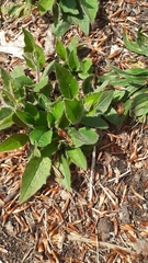 Hieracium lepiduloides