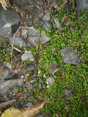Galium propinquum