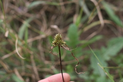 Cyperus uitenhagensis