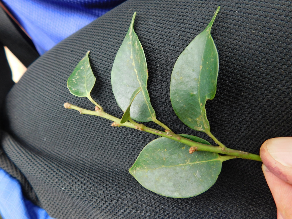 Vaccinium chunii (Vaccinium chunii)