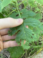 Erechtites valerianifolius