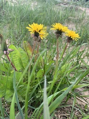 Taraxacum officinale