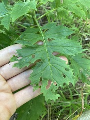 Erechtites valerianifolius
