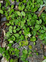 Galium propinquum