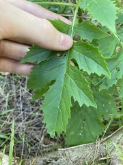 Erechtites valerianifolius