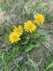 Taraxacum officinale