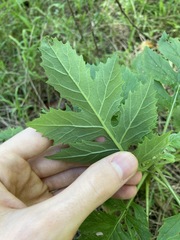 Erechtites valerianifolius