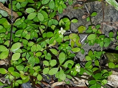 Galium propinquum