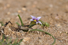 Romulea columnae
