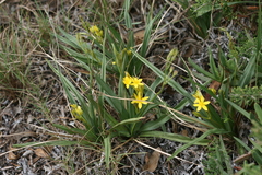 Hypoxis villosa