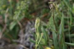 Hypoxis villosa