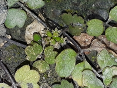 Azorella hookeri