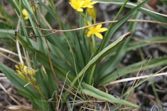 Hypoxis villosa