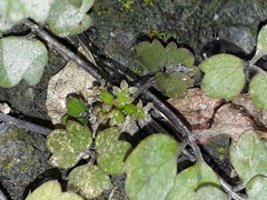 Azorella hookeri