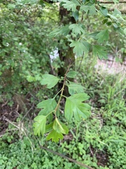Crataegus monogyna