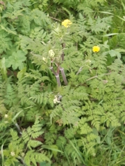 Anthriscus sylvestris
