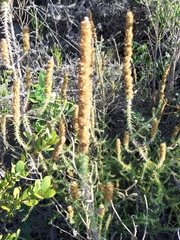 Seriphium cinereum