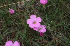 Oxalis imbricata