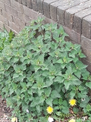 Urtica dioica