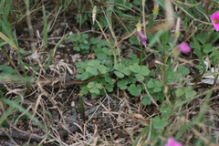 Oxalis imbricata