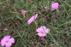 Oxalis imbricata