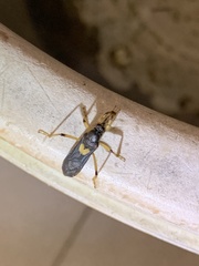 Ectomocoris cordiger