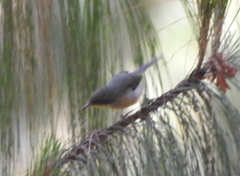 Apalis flavigularis