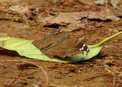 Junonia natalica natalica