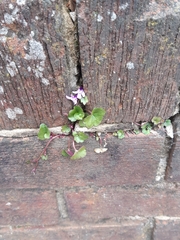 Cymbalaria muralis