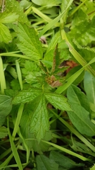 Geum urbanum