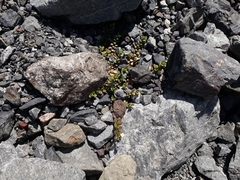 Epilobium microphyllum