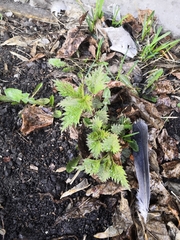 Urtica dioica