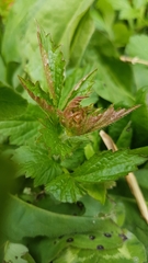 Geum urbanum