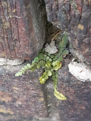 Asplenium trichomanes