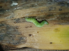 Thysanoplusia orichalcea