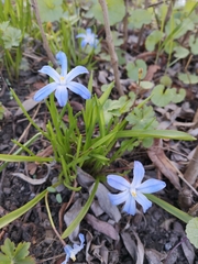 Scilla luciliae