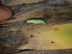 Thysanoplusia orichalcea