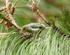 Camaroptera brachyura
