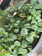 Ficus sur