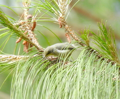 Camaroptera brachyura