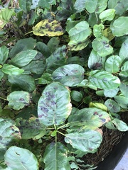 Ficus sur